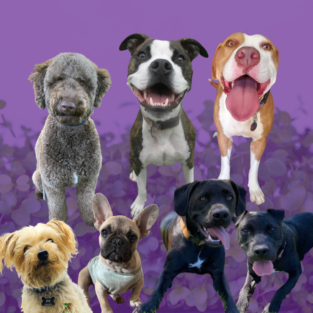 Hamama Pets Pick their Favorite Microgreens