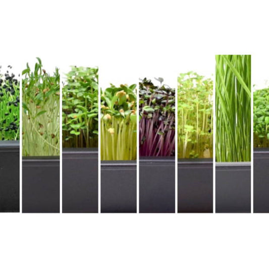 Microgreen Varieties Ranked by Difficulty Level