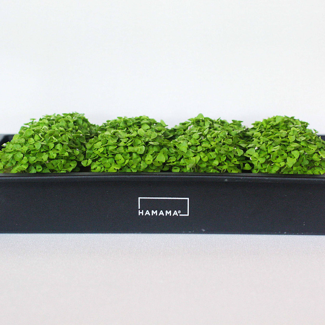 Bold Basil Growing Diary
