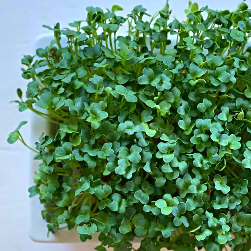 Top Microgreens for Raising Healthy Rabbits, Hamsters & Guinea Pigs ...