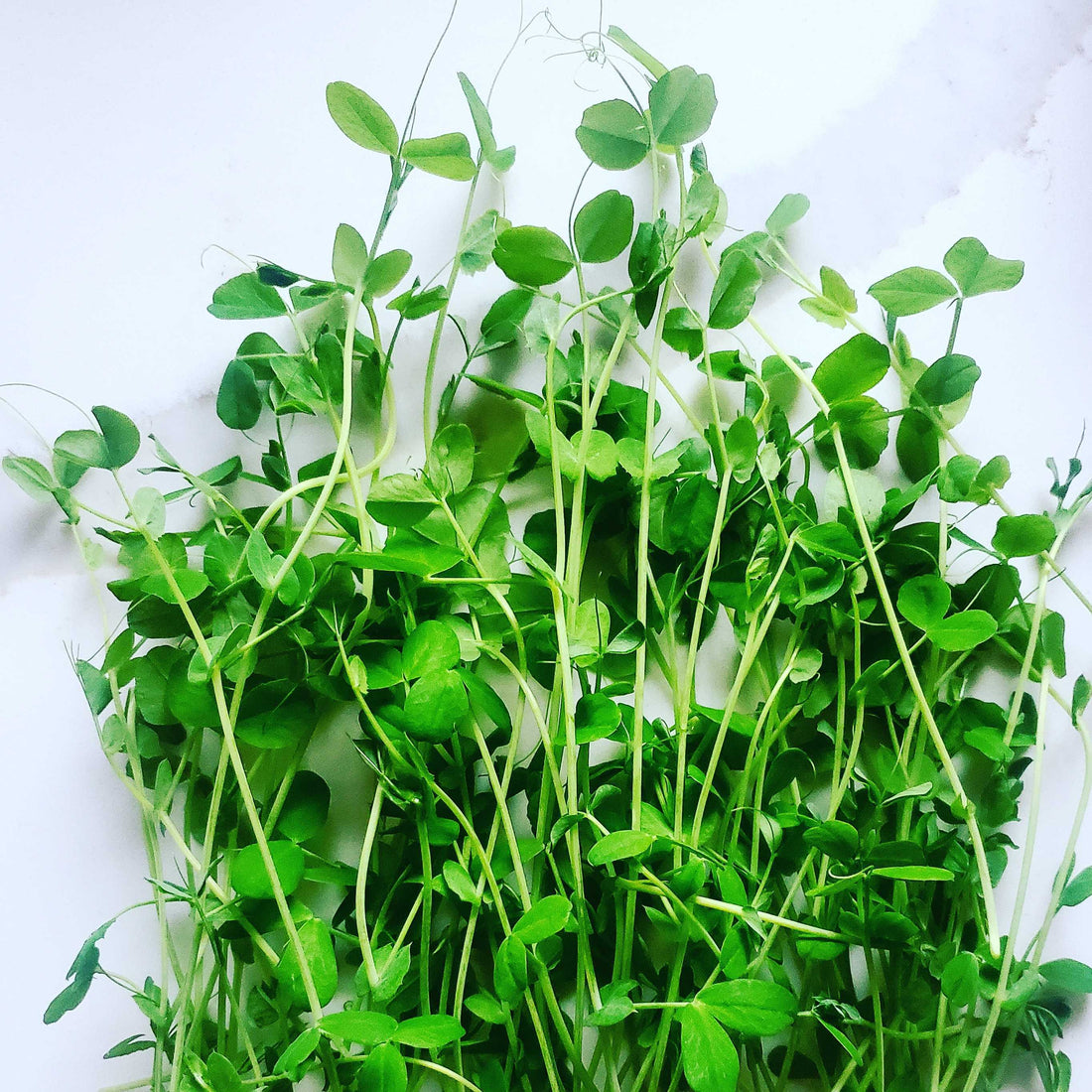 Springtime Peas Growing Diary