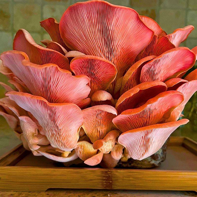 National Day of the Mushroom