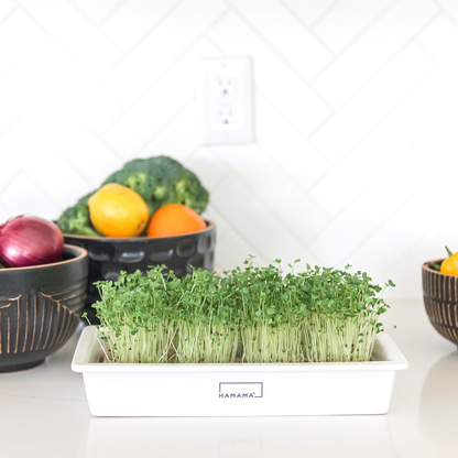 Microgreens Grow Kit - Ceramic