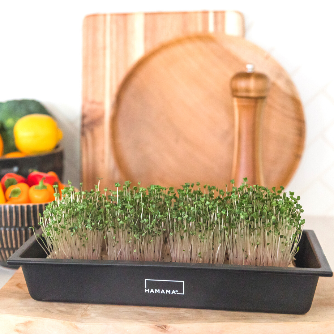 Microgreens Grow Kit