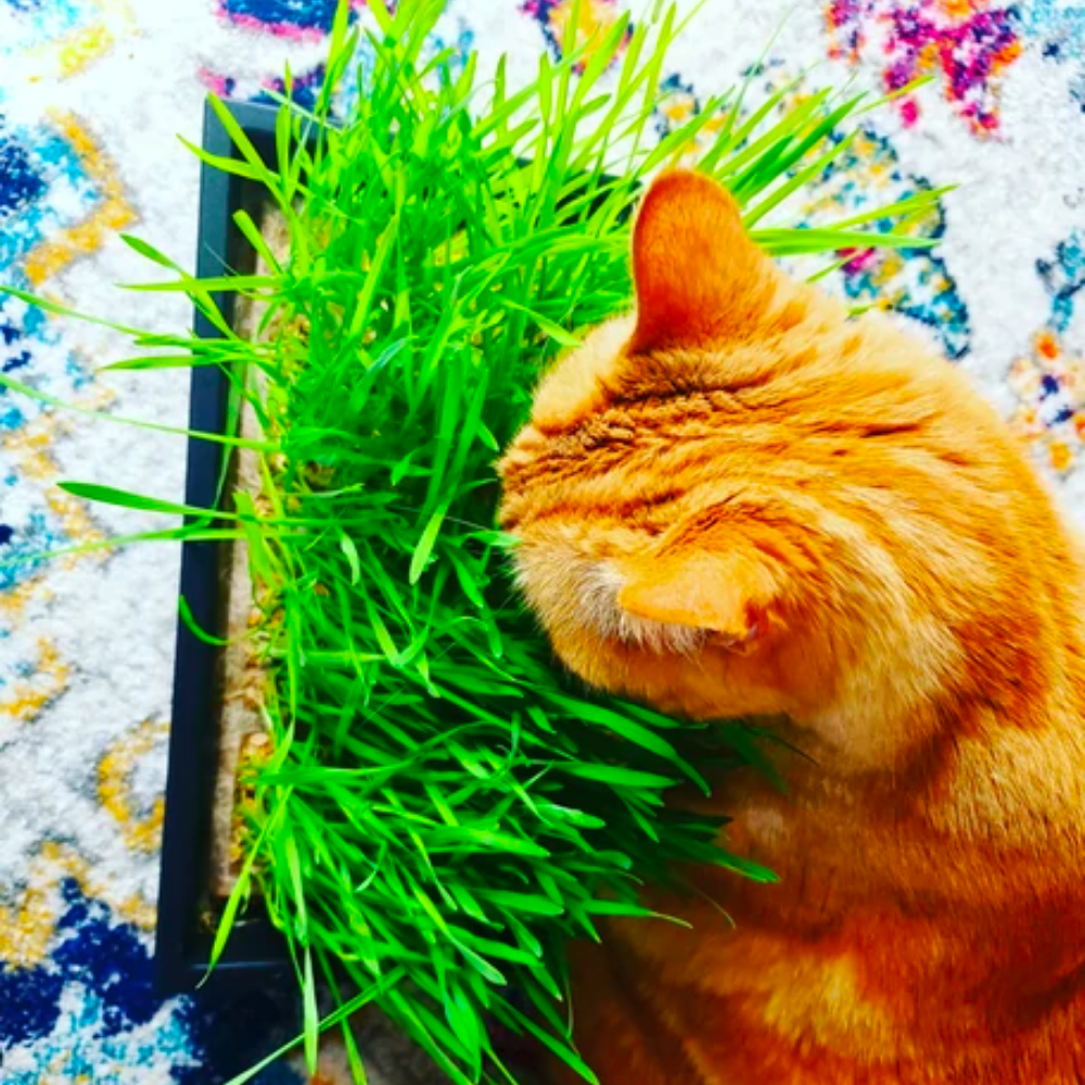 Cat Grass Seed Quilts Refill