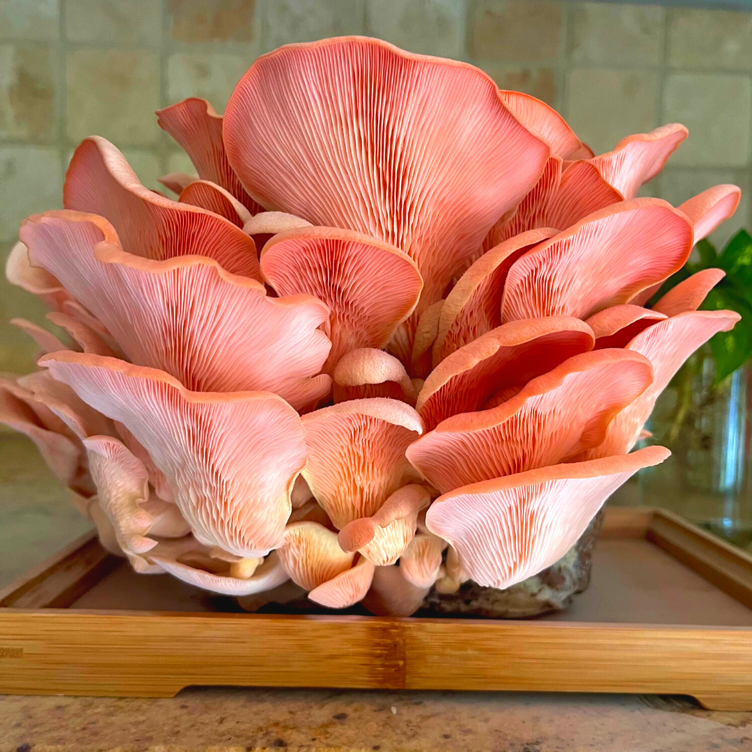 Mushroom Grow Kit