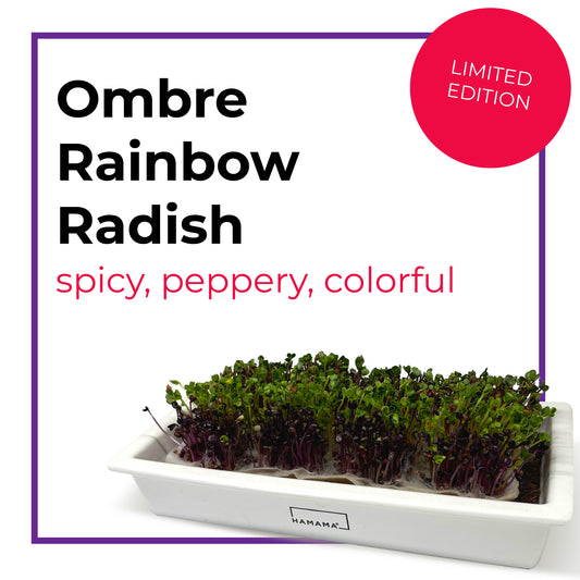 OMBRE Rainbow Radish Seed Quilts