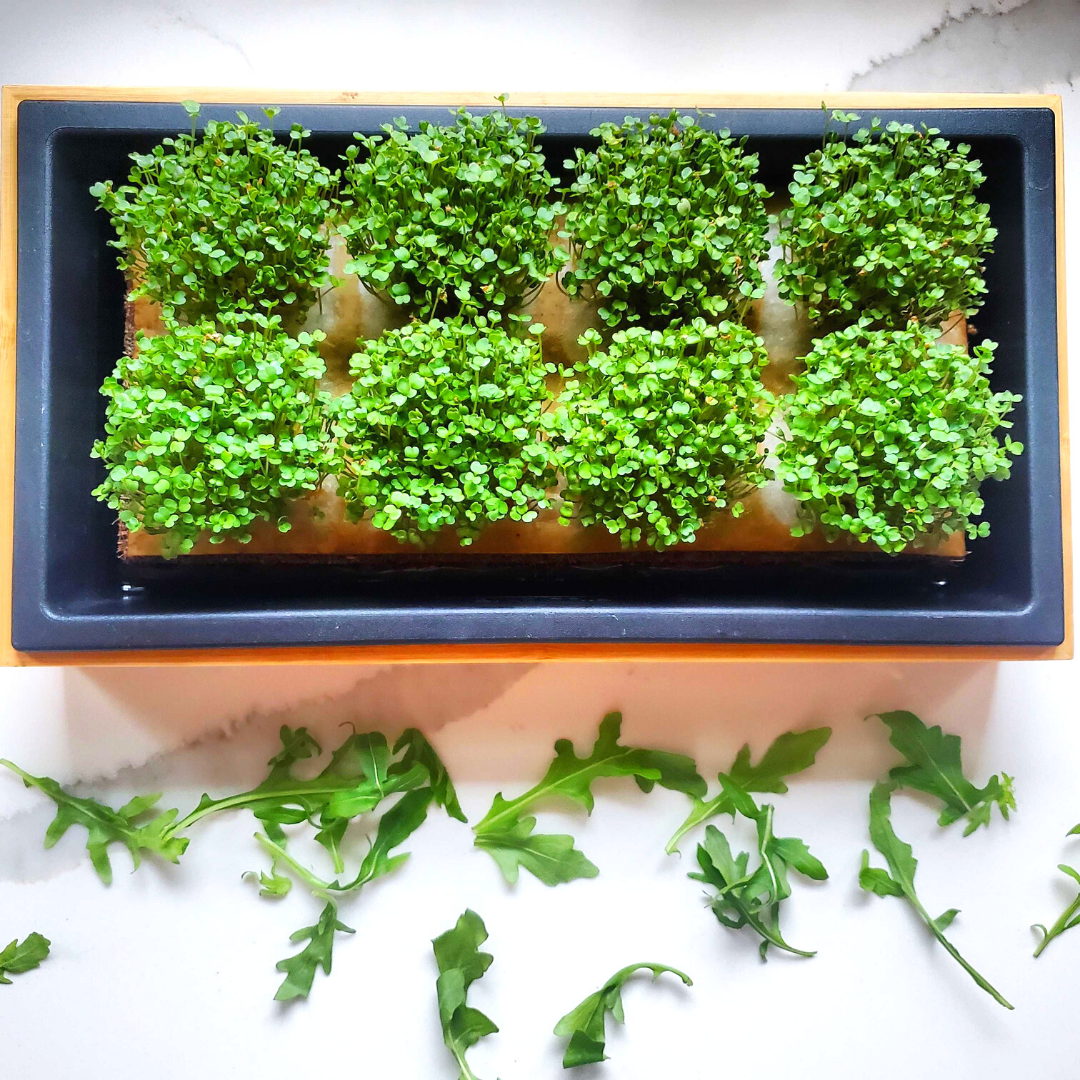 Peppery Arugula Seed Quilts