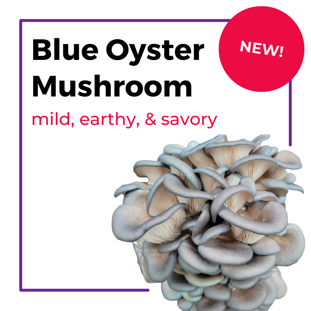 The 6 Best Mushroom Growing Kits of 2024