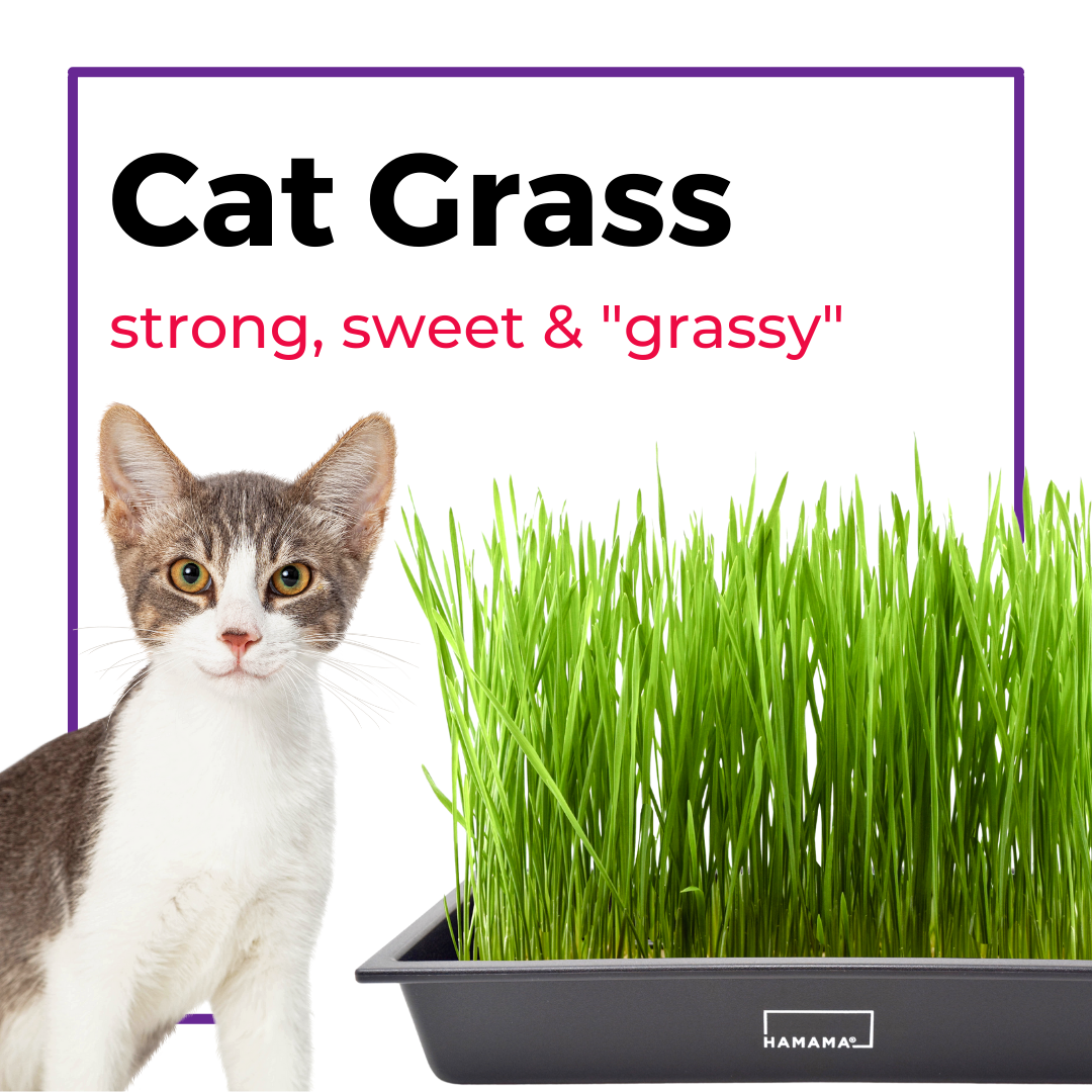 Cat Grass Seed Quilts Refill