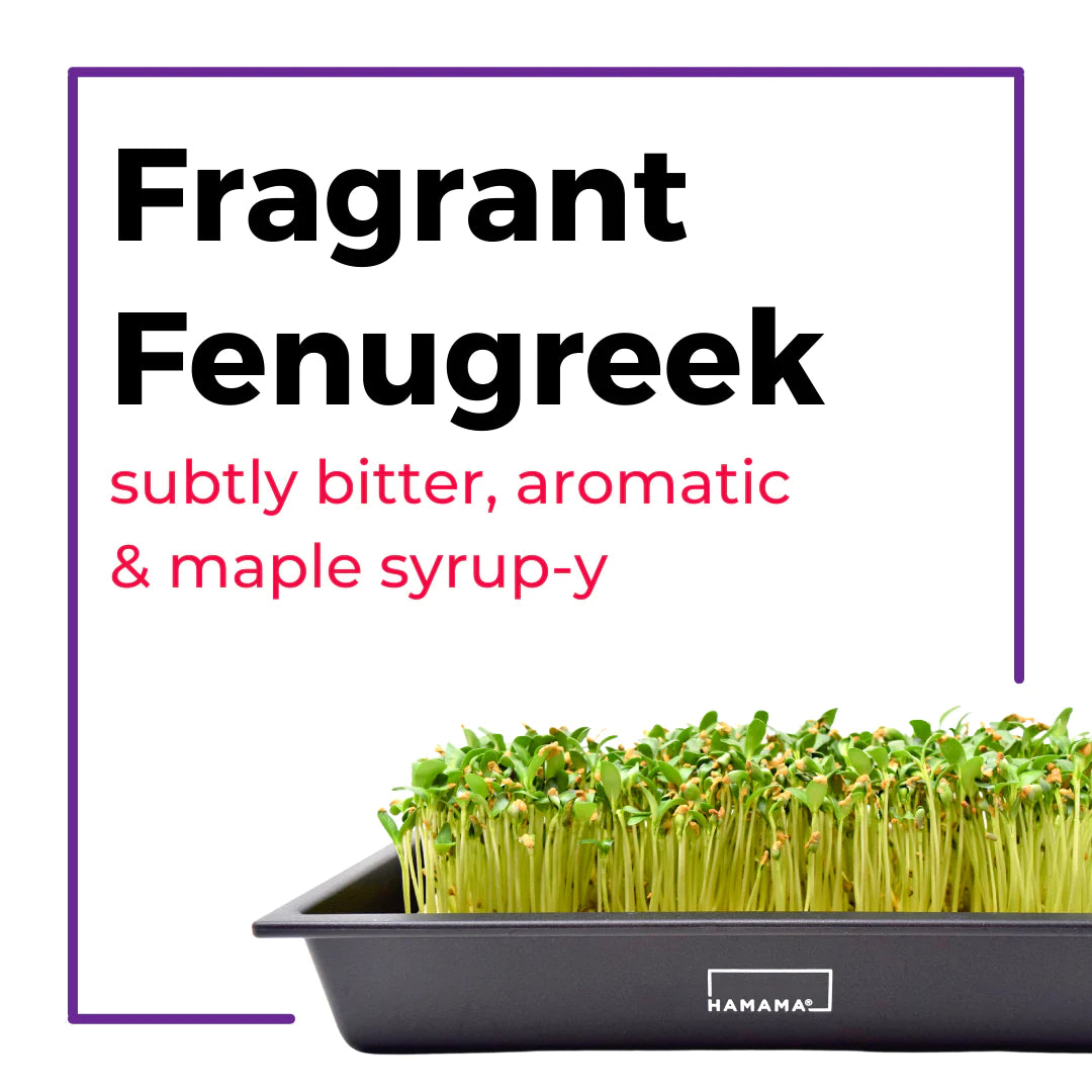 The Microgreens Grow Kit