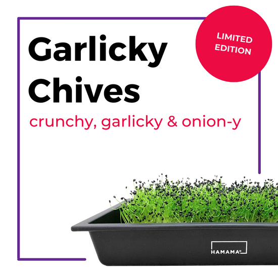 Garlicky Chives Seed Quilts Hamama