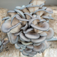 Mushroom Grow Kit