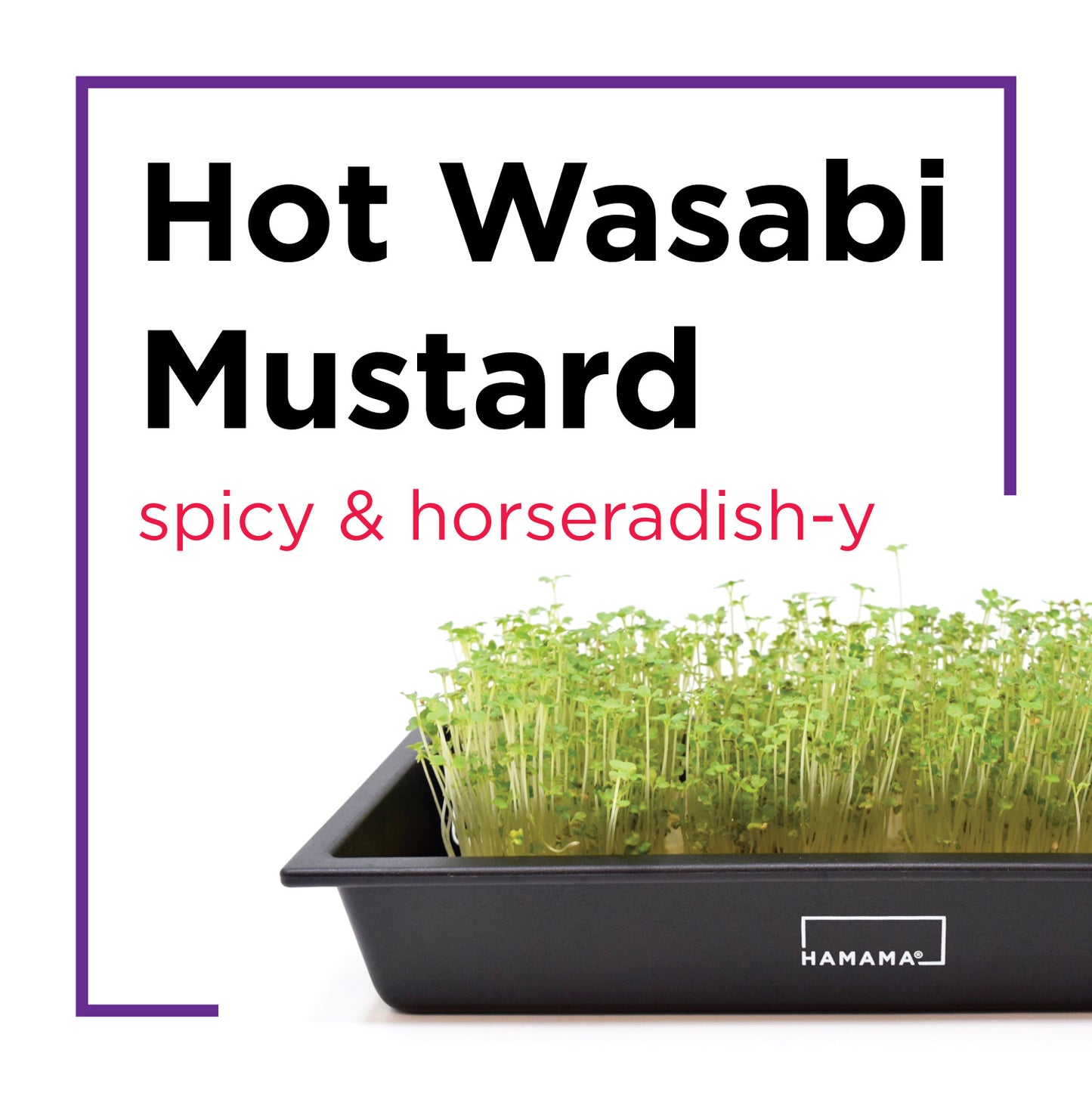 The Microgreens Grow Kit