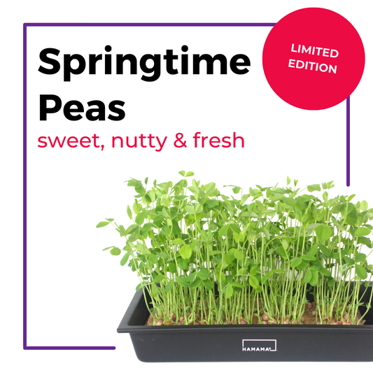 Springtime Pea 3-Pack