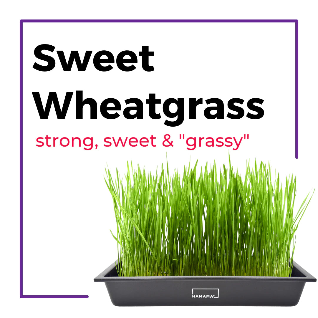 The Microgreens Grow Kit