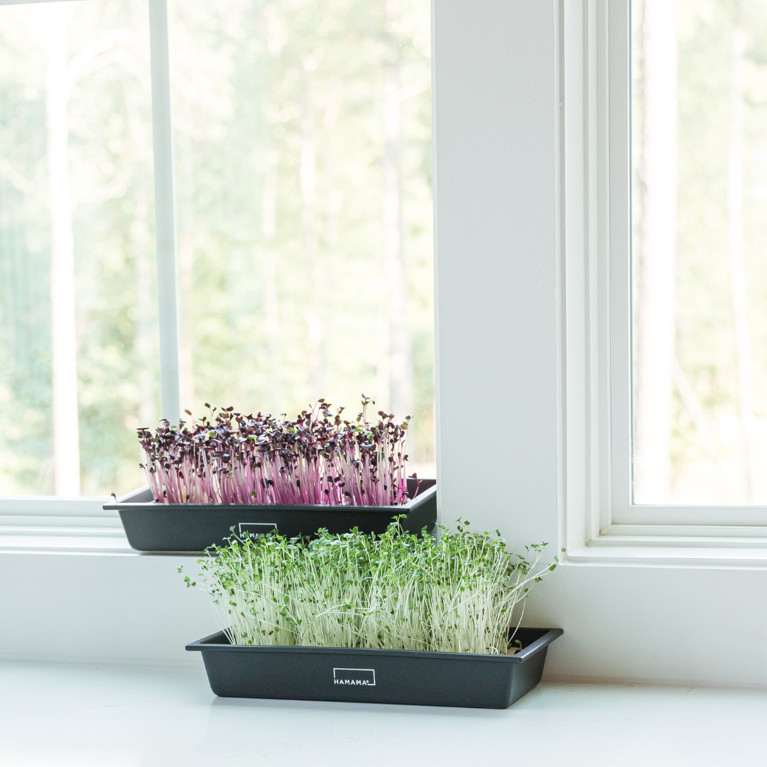Hamama Microgreens Tray 2 Pack