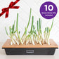 Case of 10 Green Onion Kits - Gift
