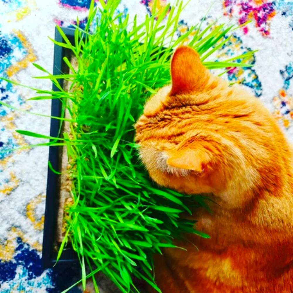 Cat Grass Seed Quilts