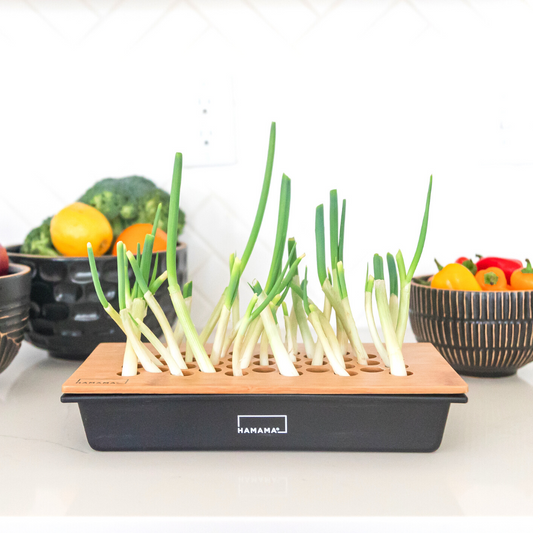 Green Onion Grow Kit