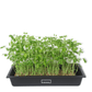 Springtime Pea 3-Pack