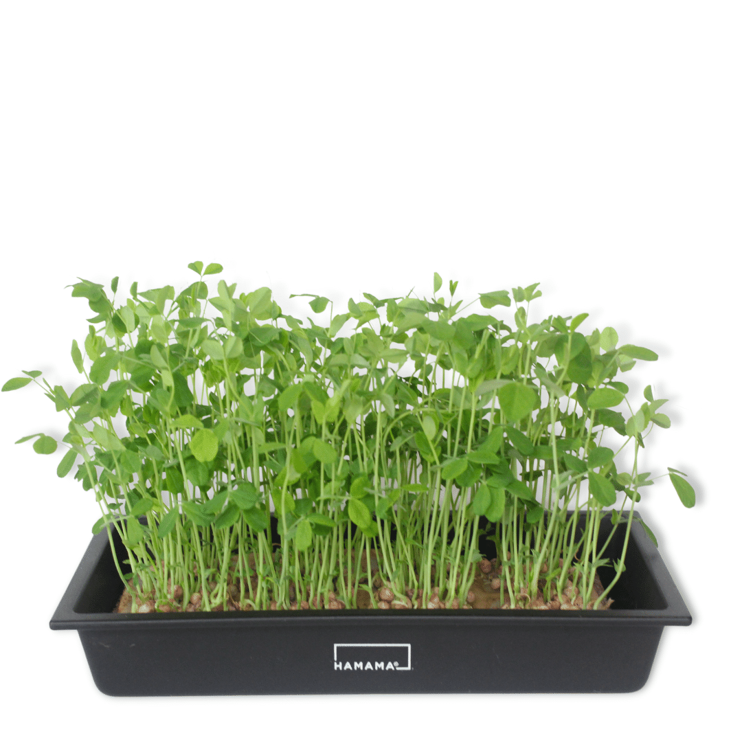 Springtime Pea 3-Pack