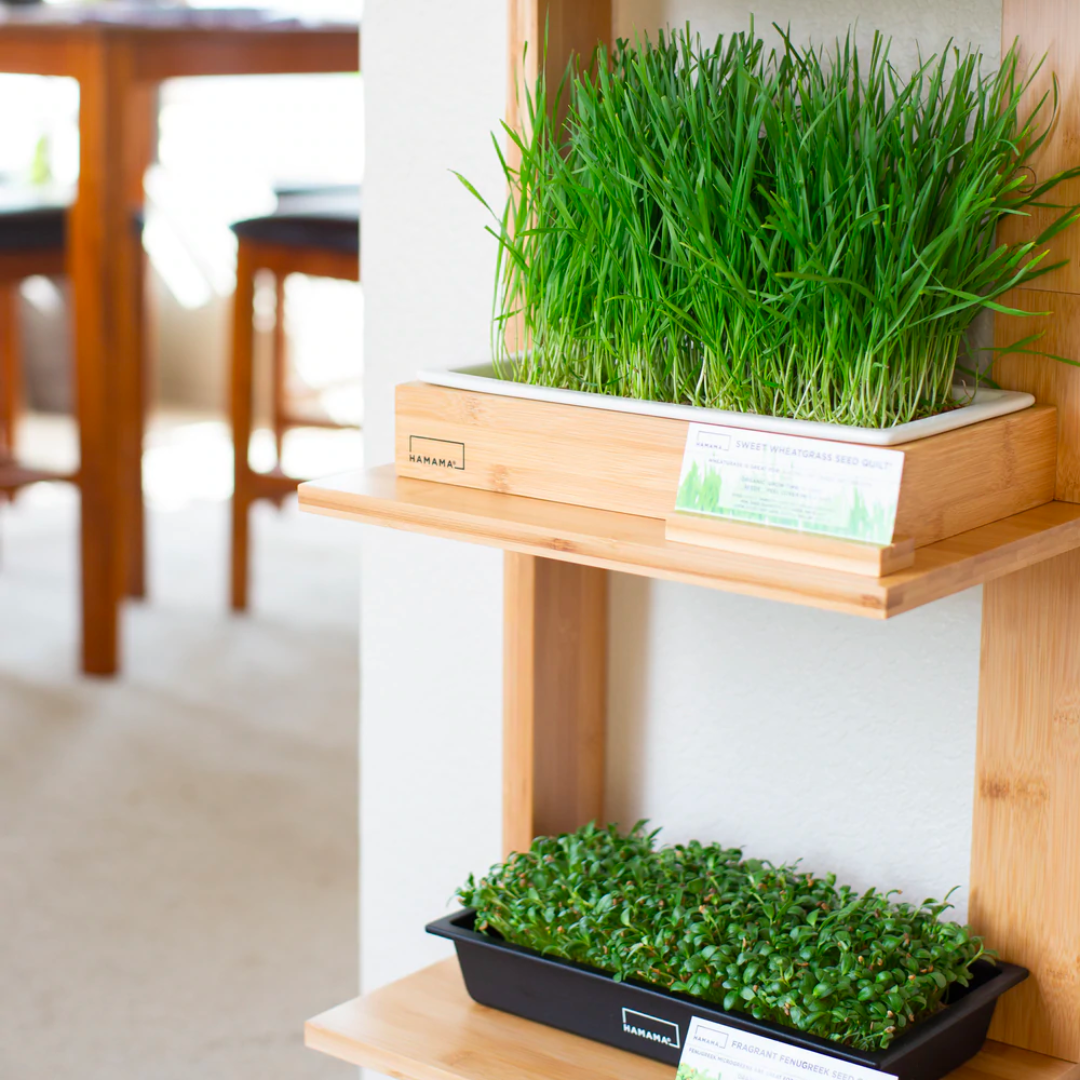 Cat Grass Seed Quilt 18-Pack