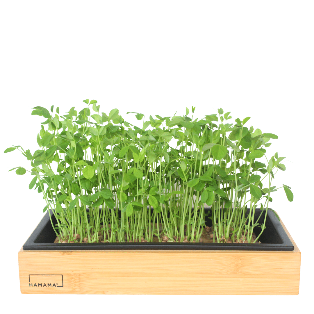 Springtime Pea 10-Pack