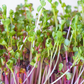 Rainbow Radish 10-Pack