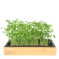Springtime Pea 3-Pack