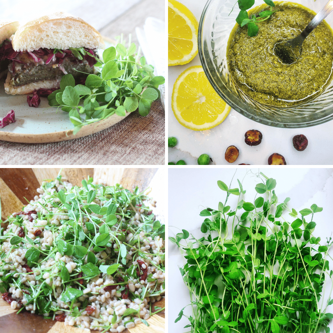 Springtime Pea 3-Pack