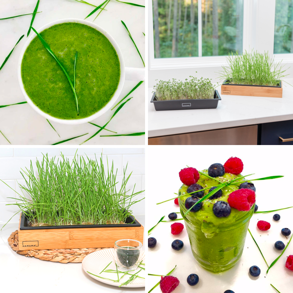 Cat Grass Starter Kit Hamama