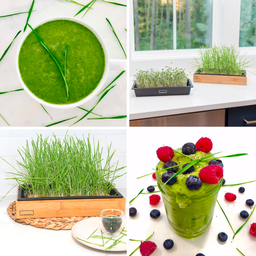 Cat Grass Starter Kit