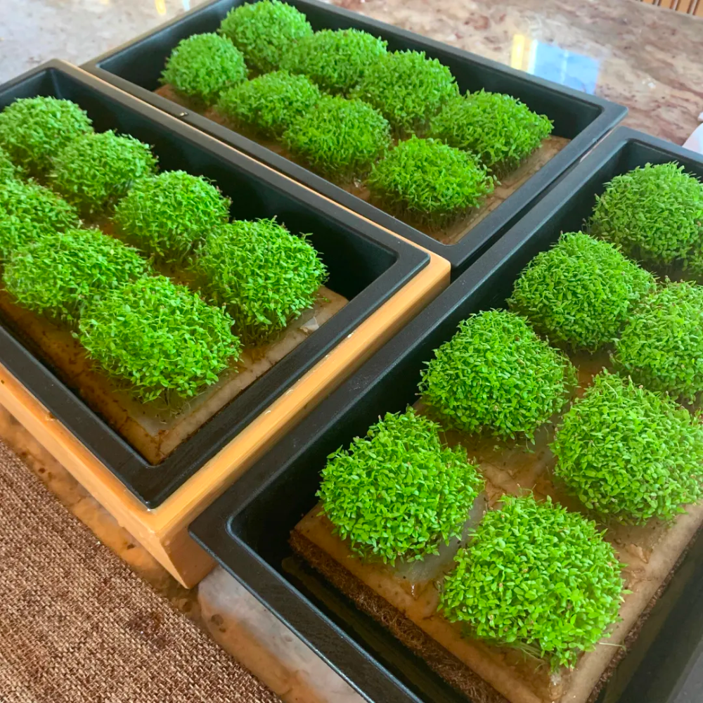 Savory Celery 10-Pack