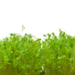Garden Cress 10-Pack Seed Quilt Refill