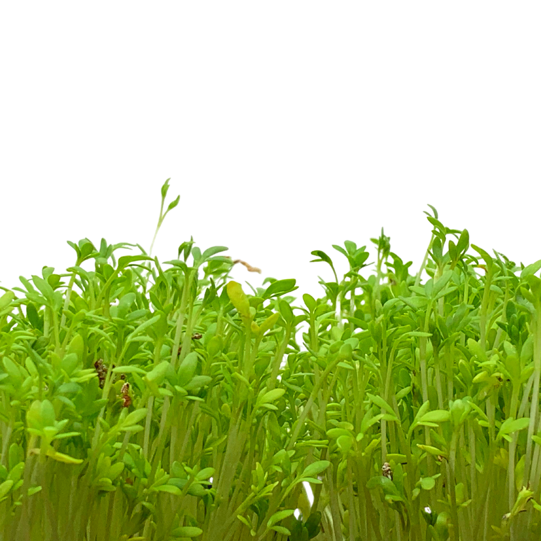 Garden Cress 10-Pack Seed Quilt Refill