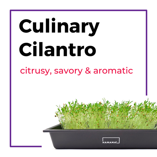 Cilantro Microgreen Kit