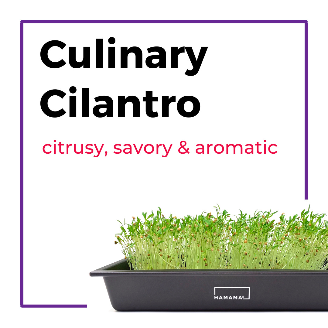 Culinary Cilantro Microgreen Kit with Bamboo Frame