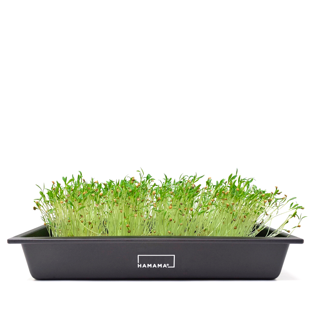 Cilantro Microgreen Kit