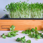 Culinary Cilantro Microgreen Kit with Bamboo Frame