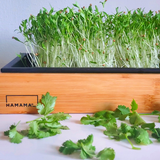 Culinary Cilantro Microgreen Kit with Bamboo Frame
