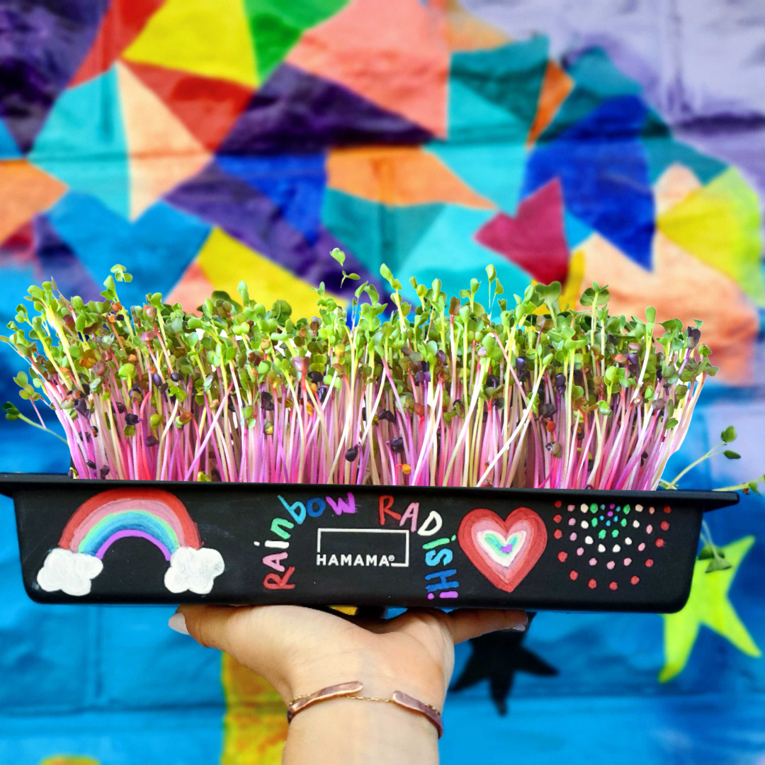 Rainbow Radish 10-Pack