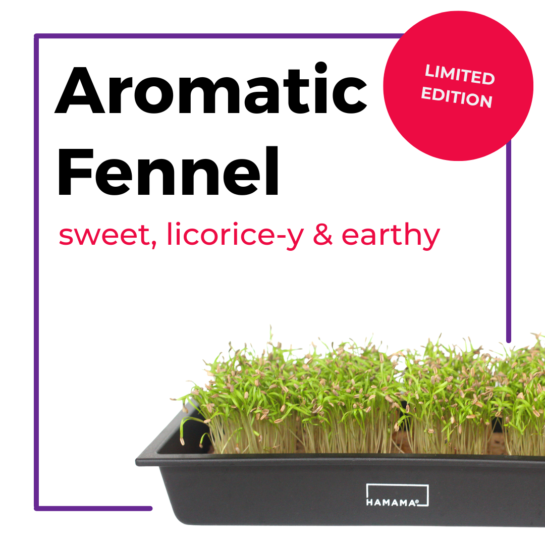 Aromatic Fennel Seed Quilt 3-Pack