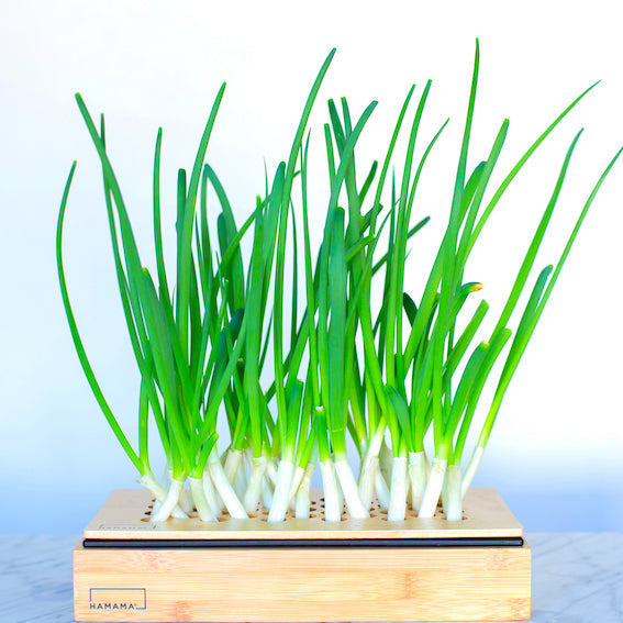 green onion plant indoors Green Onion Grow Kit – Hamama
