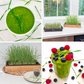 Cat Grass Seed Quilt 18-Pack