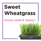Cat Grass Seed Quilt 18-Pack
