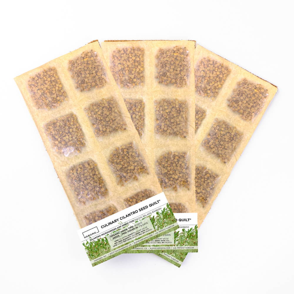 Culinary Cilantro Microgreen Kit with Bamboo Frame