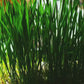 Cat Grass Starter Kit