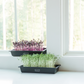 Microgreen Kit Sampler - Gift
