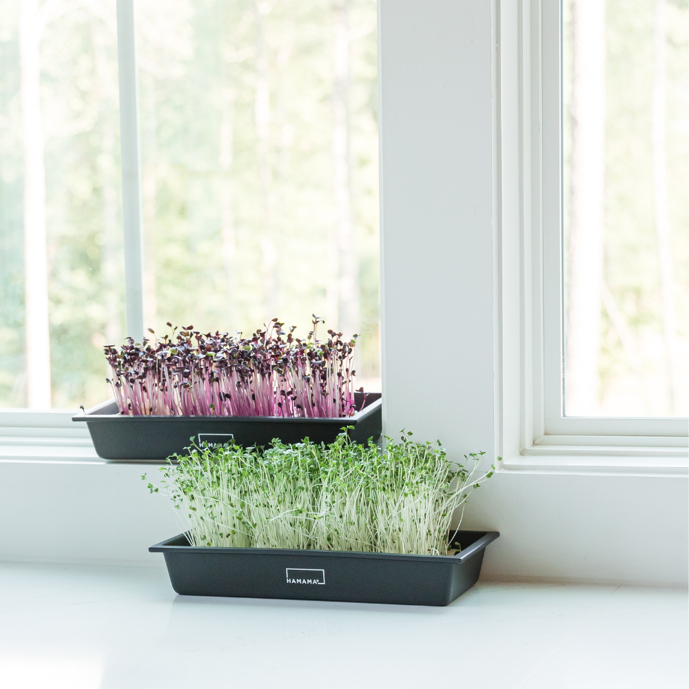 Case of 20 Microgreen Kits - Gift